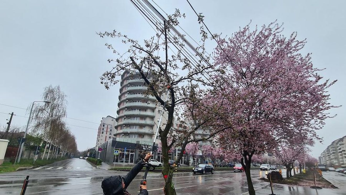 Un sfert din arborii plantați în Oradea s-au uscat / 657 de arbori vor fi înlocuiți de către firma care i-a plantat