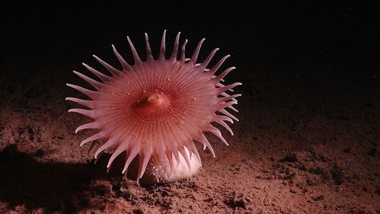 O expediție în adâncurile oceanului surprinde imagini uimitoare cu creaturi din zona minieră a Pacificului