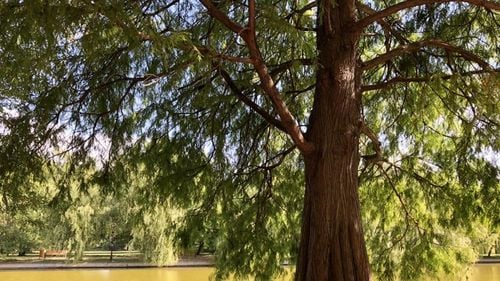 Primăria Capitalei anunță din luna august, pază și curățenie în parcuri / ”Să asigurăm că nu se întâmplă nenorociri, ca în alte orașe”