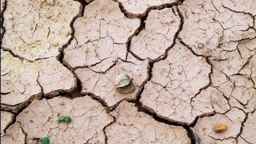 Secetă în Dobrogea şi în zone din Muntenia şi Moldova / Culturile de câmp se vor afla în continuare în starea de repaus biologic, în majoritatea regiunilor agricole