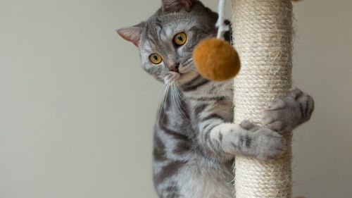 Studiu fascinant despre pisici: 94% dintre stăpâni recunosc că felinele lor conduc casa. Pisica decide când, cu cine și cu ce se joacă