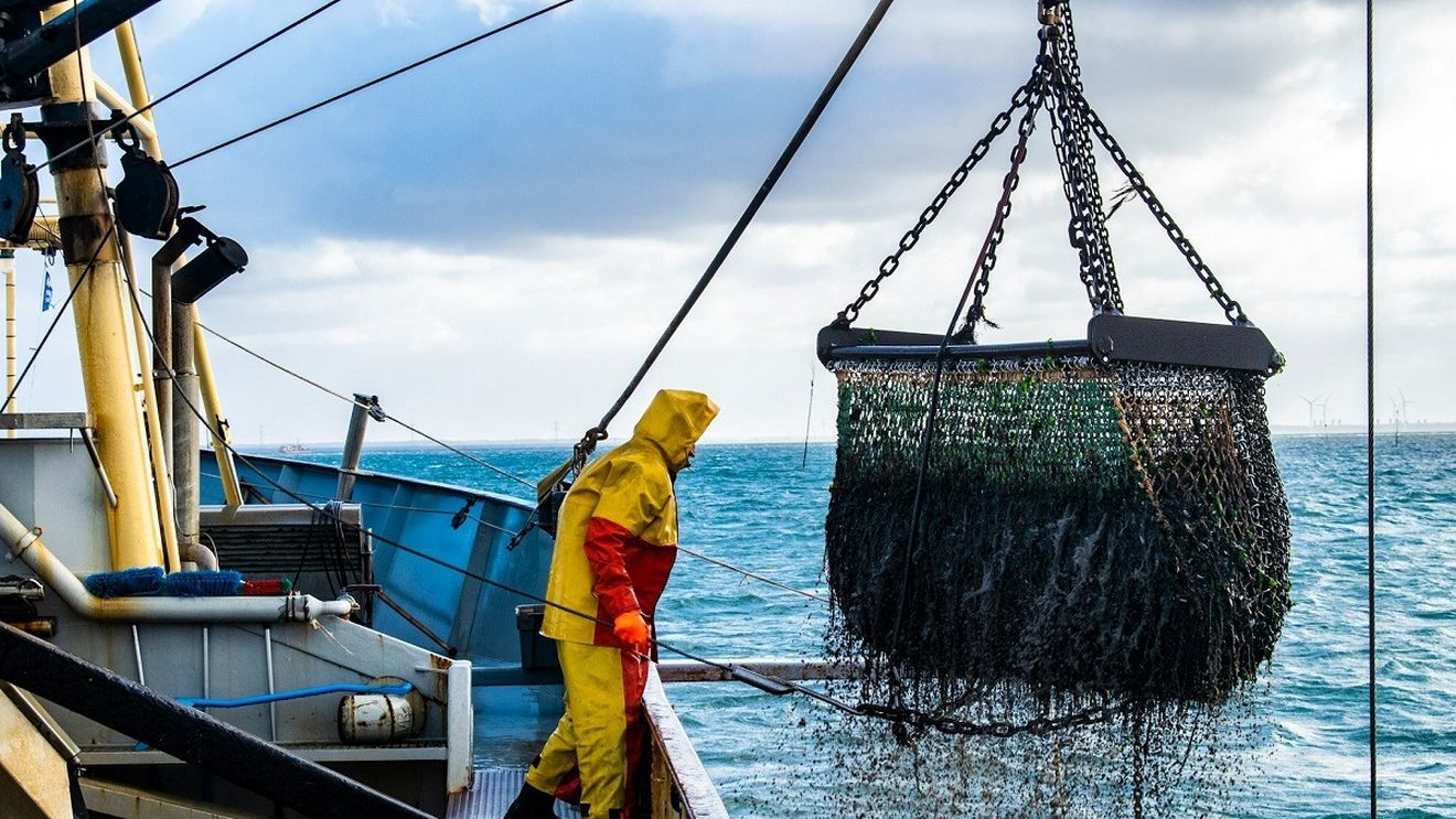 Ariile marine protejate sunt rareori protejate împotriva pescuitului, arată un studiu de specialitate