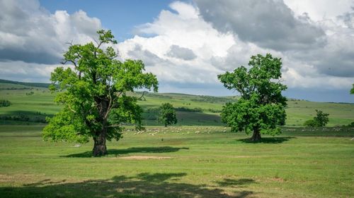Brașov: Festival inedit care pune în valoare stejarii seculari din satul Cobor