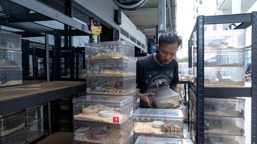 Aproximativ 1.000 de animale au murit în urma unui incendiu izbucnit în celebra piață Chatuchak din Bangkok
