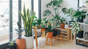 Pot plantele de apartament să purifice aerul din locuință? Studiile demostrează că nu influențează prea mult calitatea aerului