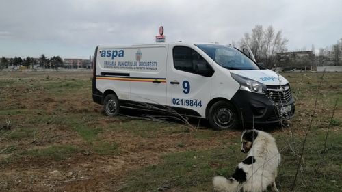 Peste 100 de câini au fost capturaţi în luna martie din sectoarele 5 şi 6, anunță Autoritatea pentru Supravegherea și Protecția Animalelor București/ ”Simpla semnalare a unui câine într-o zonă nu garantează capturarea sa”