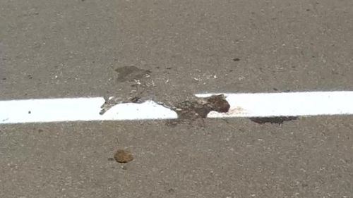 Cazul marcajului rutier trasat peste o pisică moartă în mijlocul unui drum din Dolj a ajuns în presa internațională. La Stampa: Imaginea care provine din România este un simbol al lipsei de sensibilitate și al unei cruzimi stupide