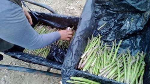 PSD, ALDE, UDMR și Pro România înființează comisia de anchetă ”Operațiunea Sparanghelul”