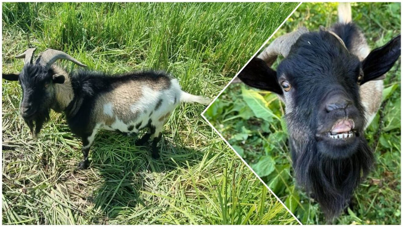 Turmă de capre, lăsată nesupravegheată pe un drum european din județul Neamț, lovită de un autoturism. Nouă animale au murit