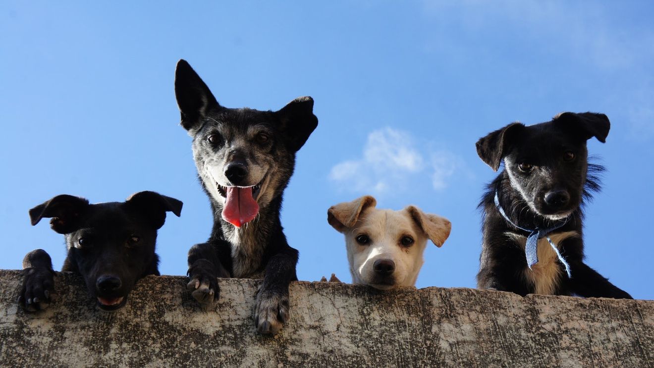 Târg de adopții de căței din centrele ASPA, în acest weekend, în Parcul Circului
