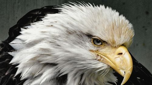 Cum a dus declinul vulturilor indieni la moartea a 500.000 de oameni