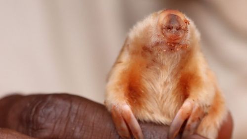 O cârtiță oarbă, extrem de rară, a fost fotografiată în Australia / Kakarratul cu păr auriu și mătăsos trăiește în dunele de nisip din deșerturile izolate