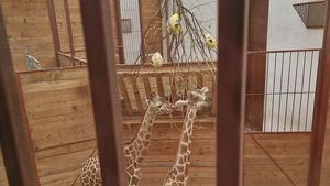 Meniu special de Paște pentru animalele de la Zoo Tg. Mureș / Caprele alpine, girafele, suricatele și țestoasele primesc hrană în formă de ouă