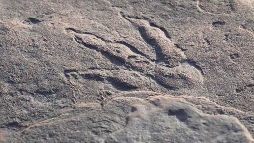 Amprenta de dinozaur veche de 200 de milioane de ani descoperită de un copil de patru ani a fost expusă în Țara Galilor