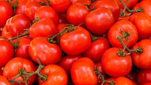 Unii fermieri se plâng că sunt nevoiți să arunce roșiile din cauza Programul Tomata / S-a ajuns la supraproducție și prețuri mici / La piața de gros se vând cu 2 lei pe kilogram / ”Am mai dat la case de copii și de bătrâni”