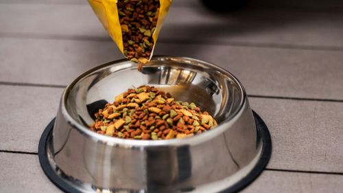 Hrana vegetariană și vegană pentru câini: Proteine, vitamine și mituri demontate / Ce trebuie să știi înainte să schimbi dieta
