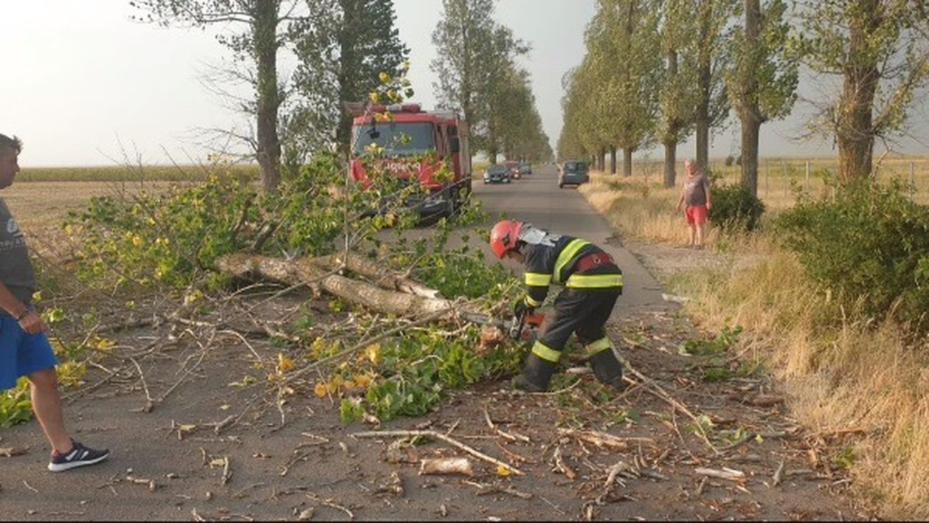 Furtuna a doborât mai mulți copaci peste mașinile din Tulcea/ ISU a intervenit pentru a înlătura arborii de pe carosabil