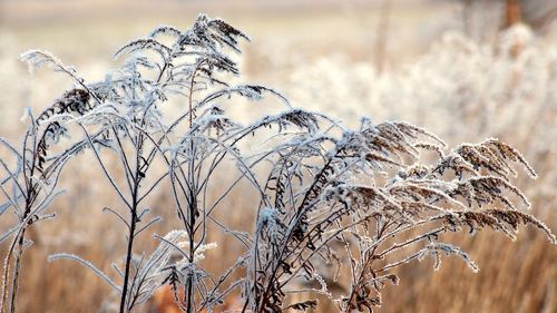 „Au înghețat mugurii de rod la alun” / Fermier din Bihor, afectat de înghețul târziu: „Probabil vor fi scăderi semnificative ale producției față de anii trecuți”