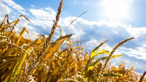 Despăgubirile pentru calamităţile provocate de secetă vor fi plătite în octombrie, spune ministrul Agriculturii/ Sunt afectate două milioane de hectare