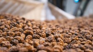 Ulei comestibil obținut de spanioli dintr-o buruiană: Comisia Europeană a autorizat uleiul de migdale de pământ ca aliment nou / Acesta poate fi folosit în produse de panificație și sosuri pentru salate