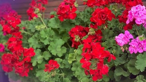 Producătorul Muşcatei de Sântion a început demersurile pentru obţinerea protecţiei europene: Prin particularităţile ei, este unică pe piaţa de profil