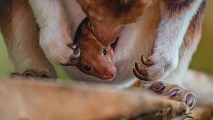 VIDEO Un pui de cangur arboricol, specie pe cale de dispariţie, s-a născut la o grădină zoologică din Marea Britanie