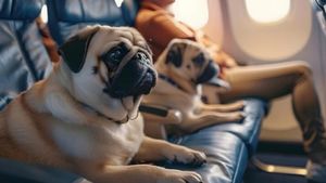 Companii aeriene care acceptă animale în cabină: Reguli, sfaturi și ce trebuie să mănânce câinele înainte de zbor