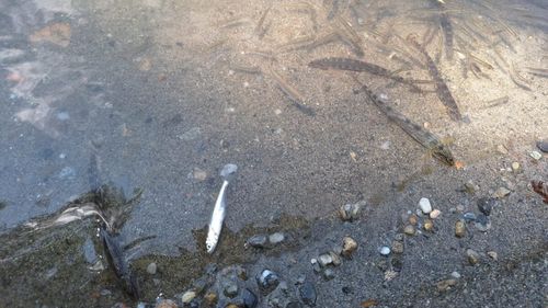 Măsuri de sprijin pentru populaţia afectată de contaminarea râului Târnava Mică după dezastrul de la Mina Praid