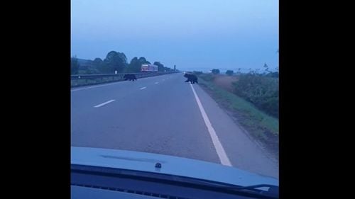 Urşi filmaţi în timp ce traversează un drum național, în judeţul Mureş / Imaginile au generat controverse pe rețelele de socializare: cine a intrat în habitatul cui