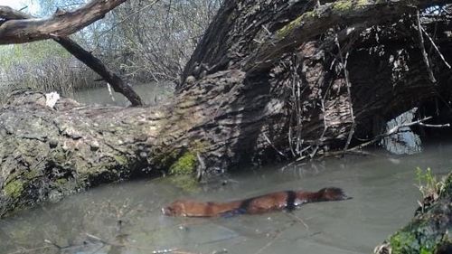 Exemplare de nurcă europeană, identificate de specialiști în Rezervația Biosferei Delta Dunării