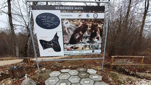 Sanctuarul pentru urși de la Zărnești se apropie de capacitatea maximă / Ministrul Mediului anunță proiect cu fonduri europene pentru un nou sanctuar