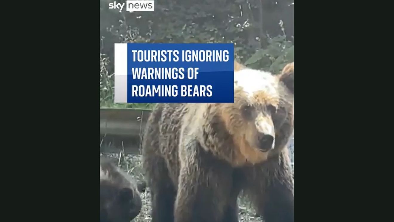 VIDEO Reportaj Sky News despre turiștii din România care ignoră avertismentele și se fotografiază cu urșii de pe marginea drumurilor