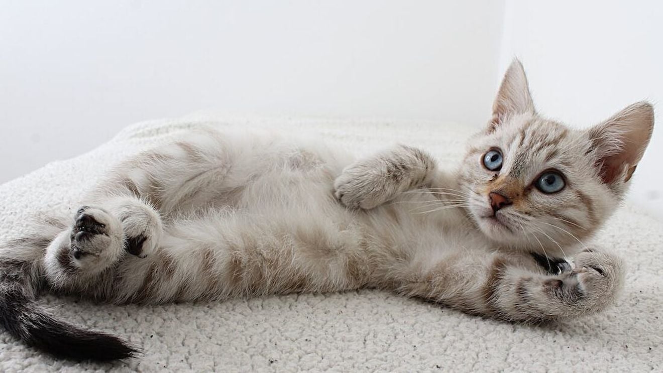 “Sindromul clădirilor înalte”: Sabrina, pisica supraviețuitoare după o căzătură de la etajul 32 și cum continuă felinele să-i deruteze pe fizicieni/ Cealaltă vietate care trăiește după căzături letale pentru om