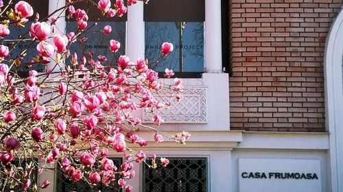 FOTO București: Harta magnoliilor, ajunsă în cel de-al treilea an de existenţă, are acum peste 800 de arbori marcaţi