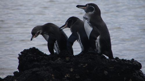 Galapagos: Creştere record a numărului de pinguini și cormorani endemici