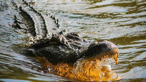 Încălzirea climei influenţează comportamentul crocodililor din Australia, arată un studiu recent