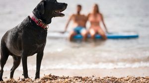 Cabinete veterinare pe litoral: Unde găsești ajutor pentru animalul tău de companie la mare