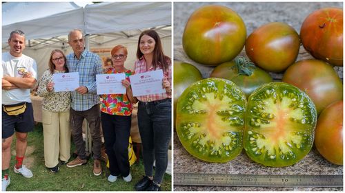 Tomate cultivate în România au obținut trei diplome, inclusiv un premiu 1, la Festivalul Tomatelor de la Bruxelles / Cultivatorii români participă cu bani din propriile buzunare: „Nu ne ajută nimeni”