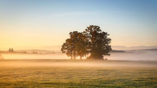 METEO: Temperaturi oscilante şi precipitaţii temporare, la nivelul întregii ţări, în următoarele două săptămâni / Prognoza pe regiuni