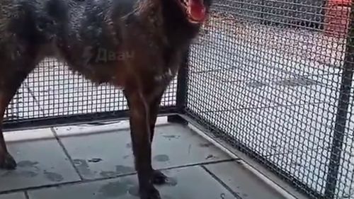 Un animal hibrid între un câine și o vulpe a fost găsit în sălbăticia braziliană