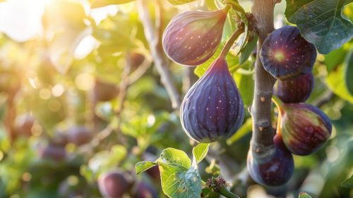 Festivalul smochinelor, în județul Mehedinți / Unicul festival al acestor fructe vine cu dulceață, țuică, vin, sucuri, lichior şi prăjituri