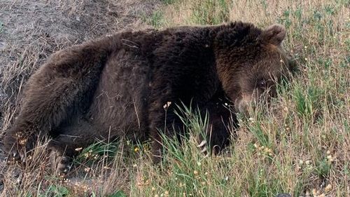 Doi urși loviți mortal de mașini în doar câteva ore în două localități din Covasna