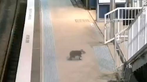 Un koala curios s-a plimbat printr-o gară australiană