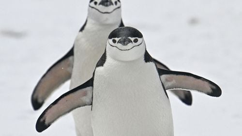 Bulgaria alocă 11 milioane de euro pentru cercetarea antarctică şi dezvoltări în domeniul informaticii / Bulgarii au o bază în Antarctica, aceasta funcţionează sezonier