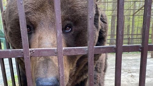 Încă un urs şi o lupoaică din Ucraina vor ajunge la Zărneşti