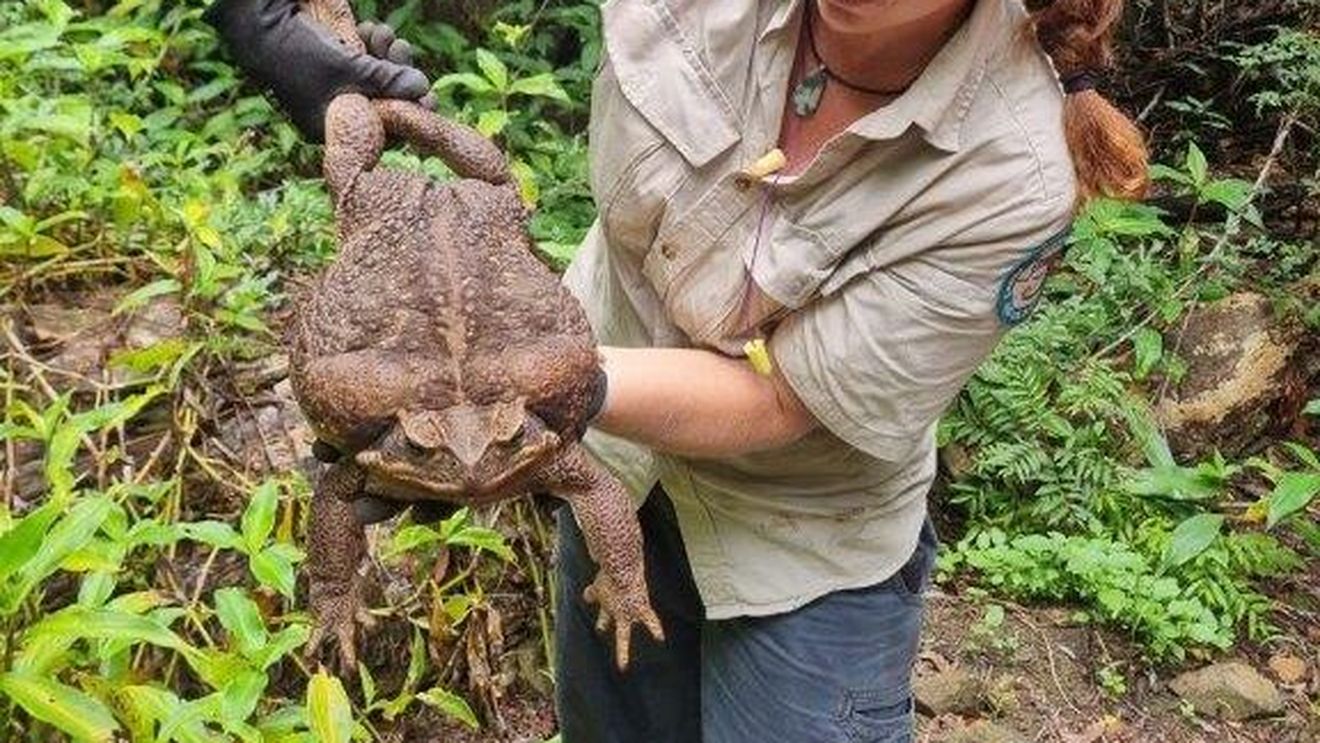 O broască cu o greutate record, descoperită în Australia