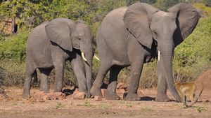 28 de elefanţi testaţi în India pentru depistarea COVID-19, după ce moartea unei leoaice a fost atribuită coronavirusului