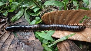 Milipede gigant, considerat pierdut de aproape 130 de ani, redescoperit în jungla din Madagascar