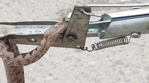 Jandarmii au prins o viperă ascunsă în sediul Poliției de Frontieră Orșova