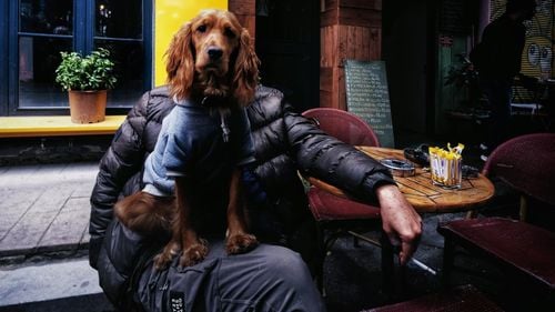 Efectele fumatului pasiv asupra animalelor de companie / Cum afectează un astfel de mediu diferite specii